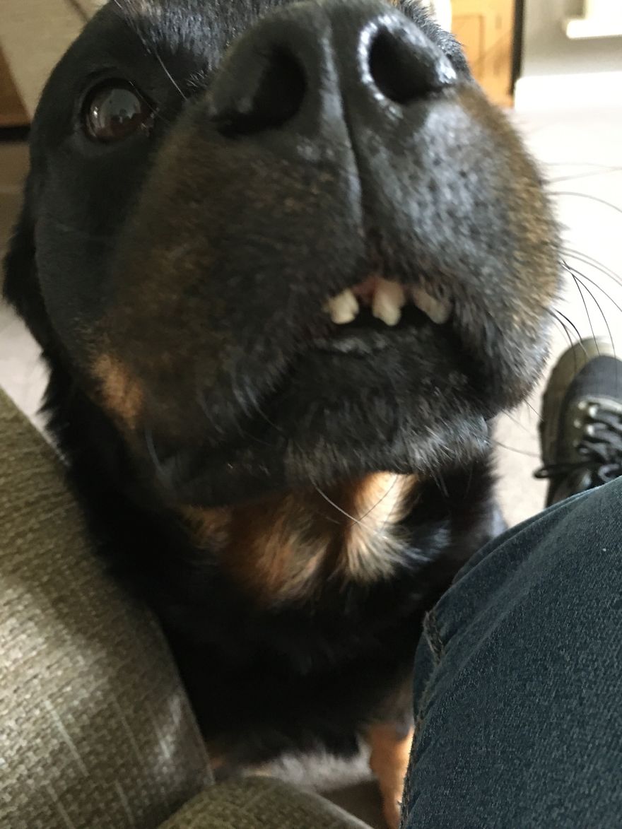 Ava The Rottweiler Ava The Rottweiler