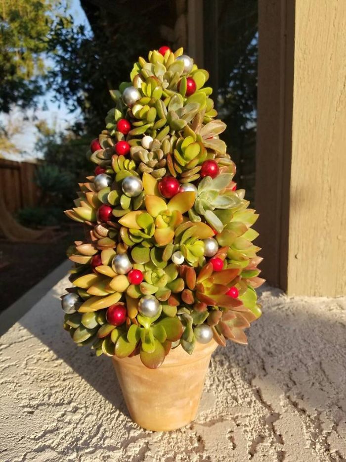 These 13-Inch Succulent Christmas Trees Are Ideal For Celebrating In A Small Space