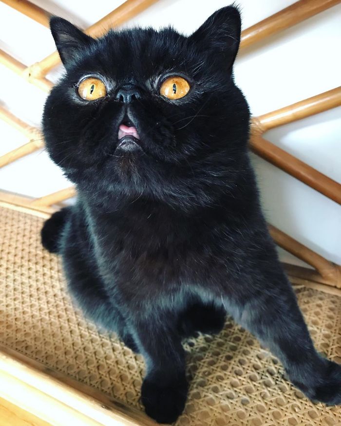 Couple Gets A Cat, And As He Gets Older, His Eyes Change Into Round, Orange, Horror-Like Eyes