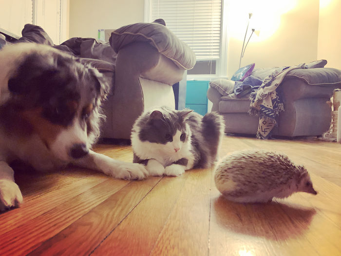 My Two Fluffy Floofs And My Spikey Floof. They All Love Each Other.
