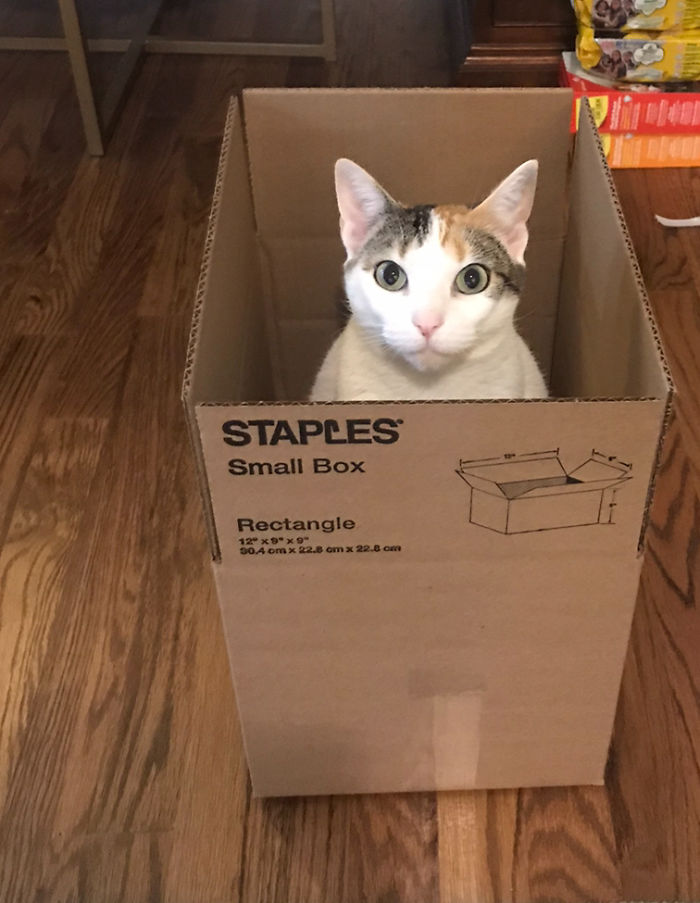 Cat In Her Favorite Box, Being Disrupted By Her Humans