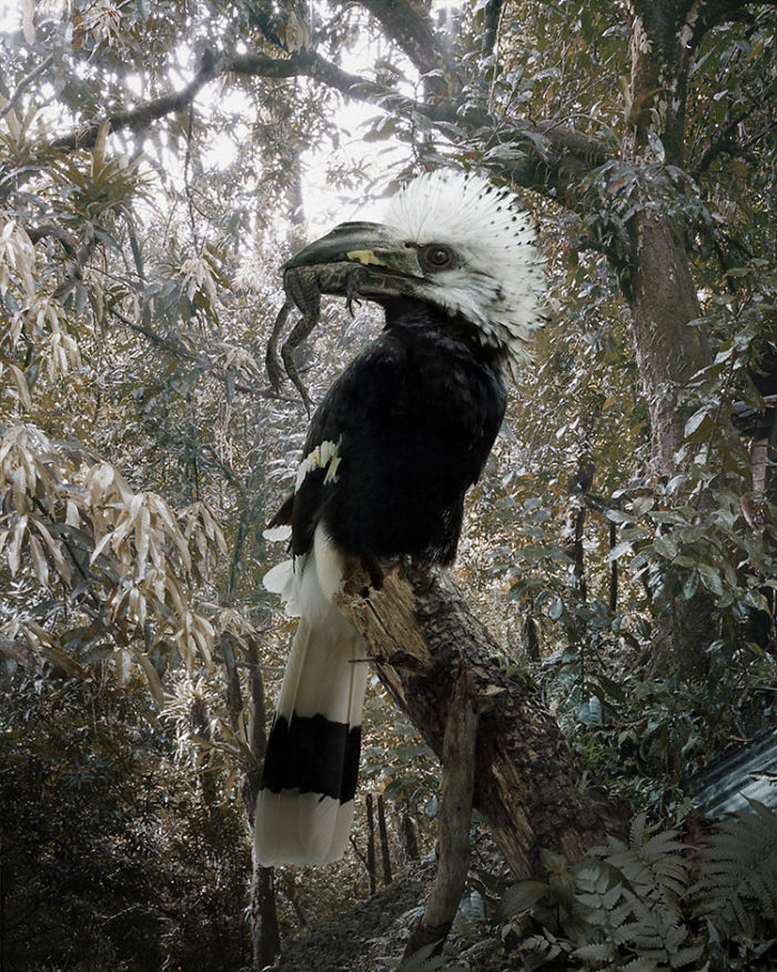 The Allegorical And Unusual Nature Of Simen Johan