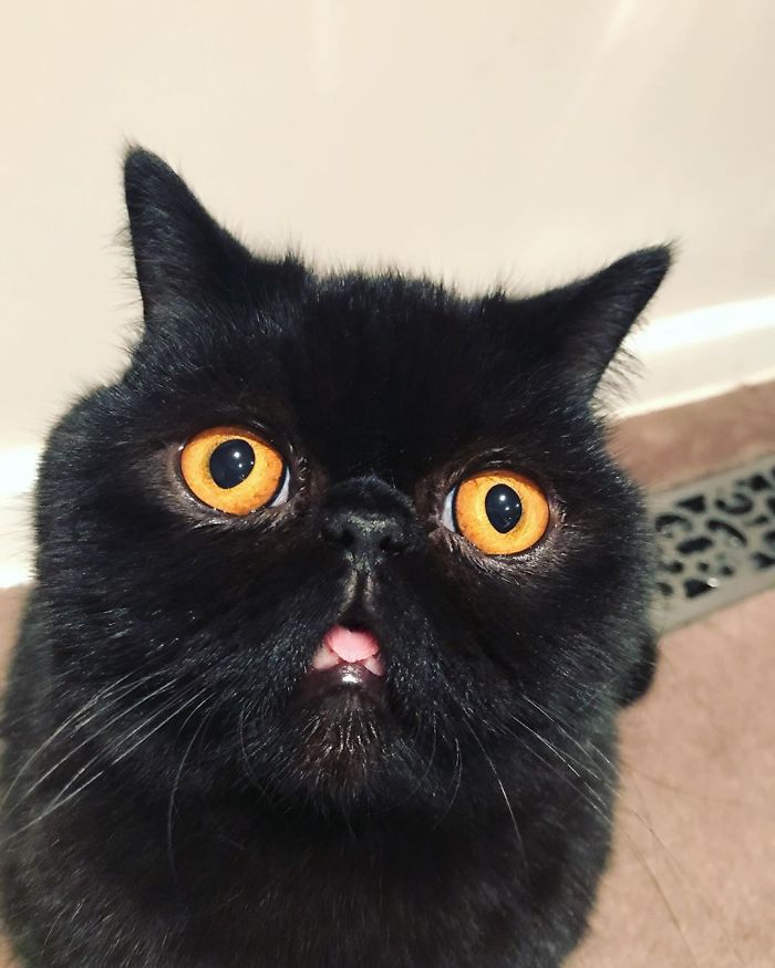 Couple Gets A Cat, And As He Gets Older, His Eyes Change Into Round, Orange, Horror-Like Eyes