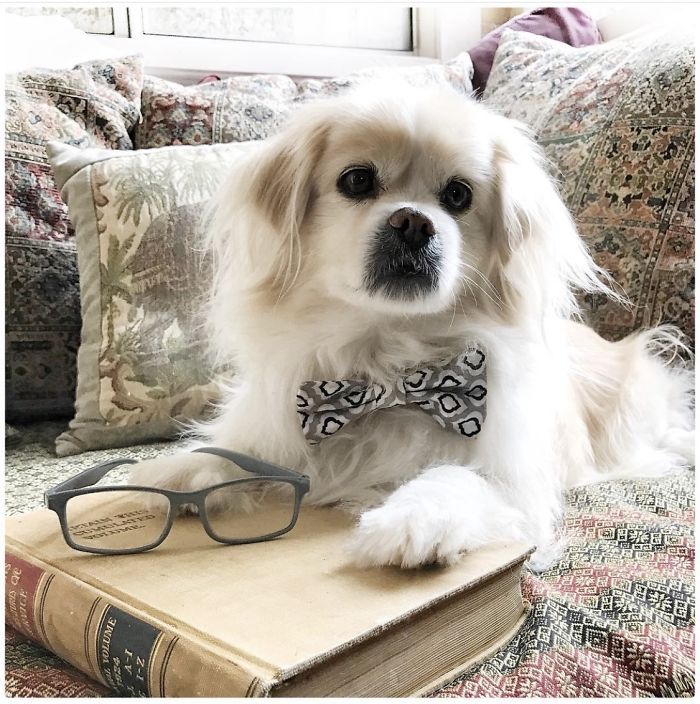 This Is Rooty. He’s A Pekingese-Pomeranian. He Volunteers As A Therapy Dog, And Works Full Time At Being The Best Little Buddy Ever!