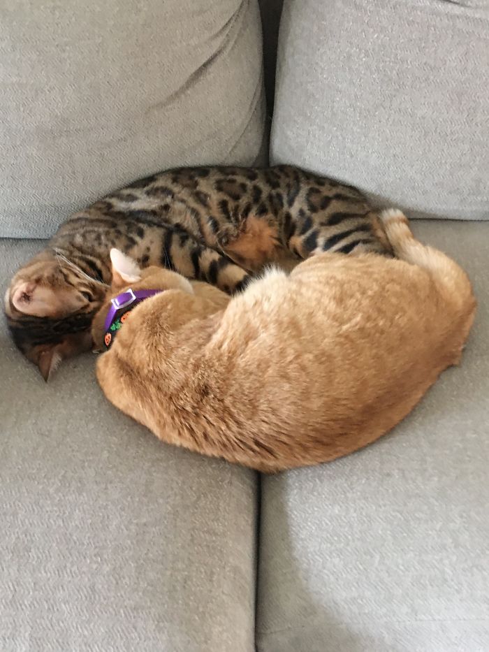 Pumpkin And Snitch . Snitch Is A Bengal And Pumpkin Is A Orange Tabby