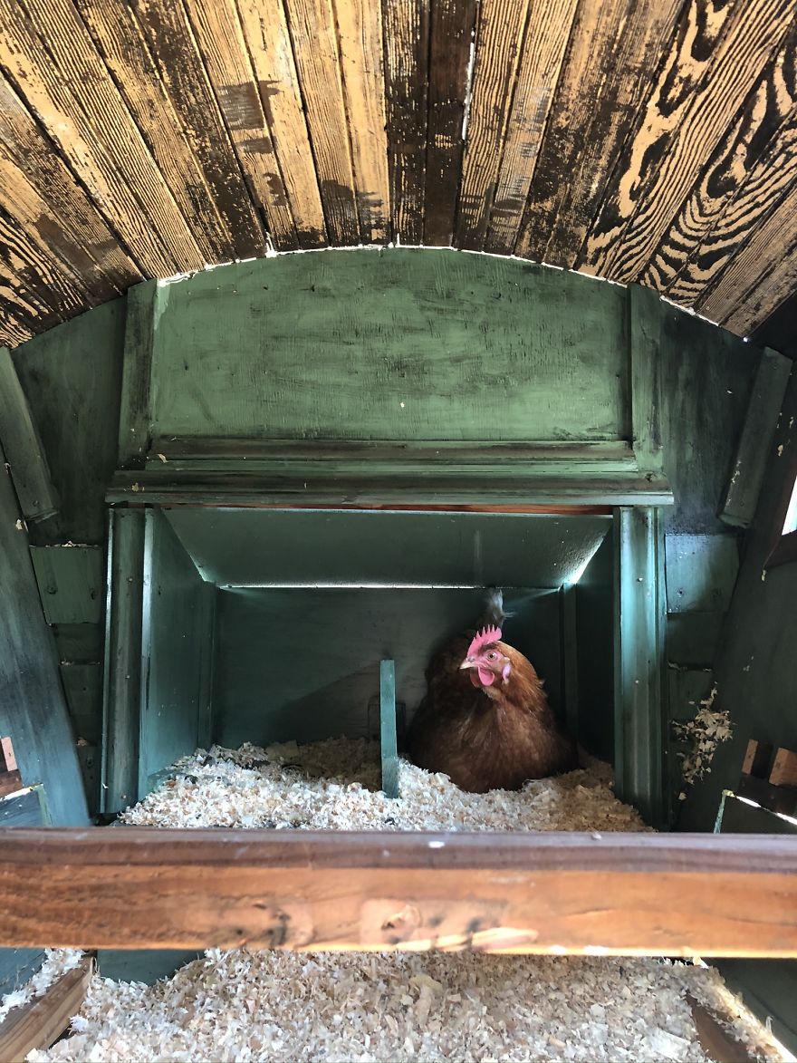 I've Built This DIY Chicken Coop Out Of Up-Cycled Items During Quarantine (16 Pics)