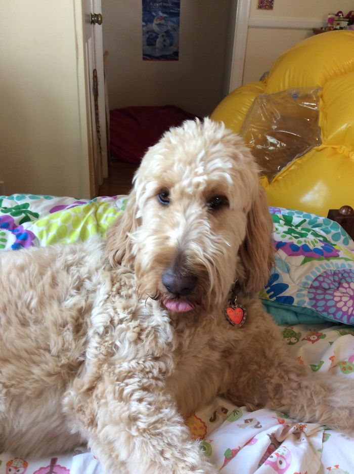 My Golden Doodle Chase
