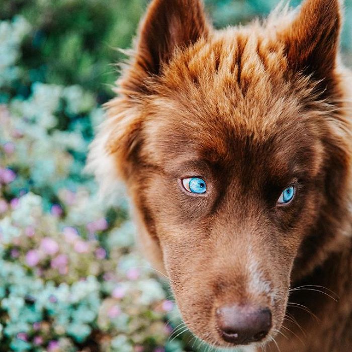 An Extremely Rare Fully Chocolate (Brown) Siberian Husky