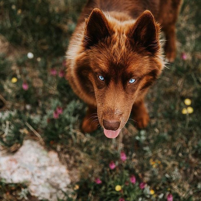 An Extremely Rare Fully Chocolate (Brown) Siberian Husky