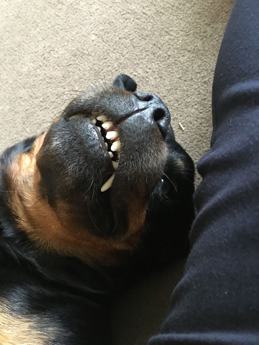 Ava The Rottweiler Ava The Rottweiler