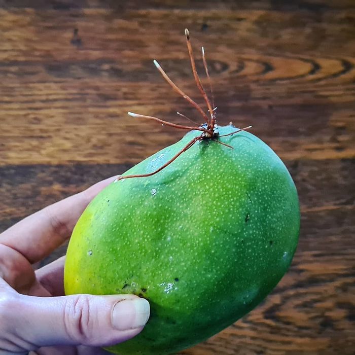 Never Seen A Mango Sprout Like This Before. It's Still Semi-Green Too