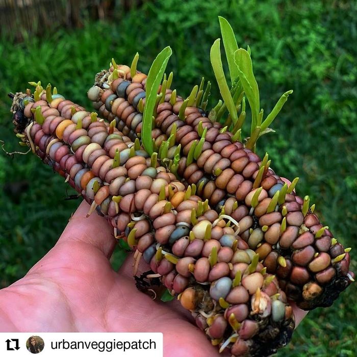 Vivipary (Premature Germination) Of Corn Kernels. This Condition Is Most Likely To Occur When Kernels Have Dried Down To 20% Moisture Or Less And Are Then Rewetted By Rains