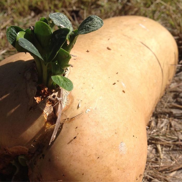 I May Have Left This Butternut Squash In The Field Too Long