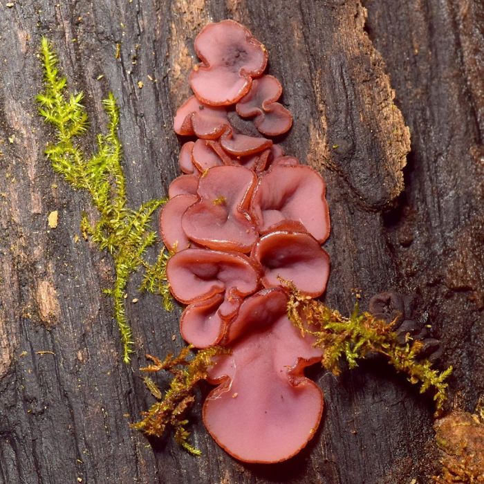 A Fungi That Makes Me Hungry For A Fried Bologna Sandwich