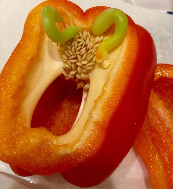 Vivipary Is When Seeds Germinate While Still Attached To The Parent Plant - As With This Pepper. Plants Are So Cool!