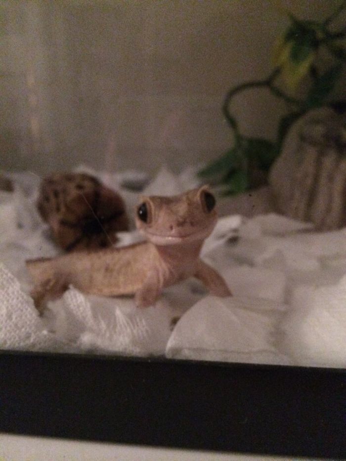 Luna The Cutest Gecko