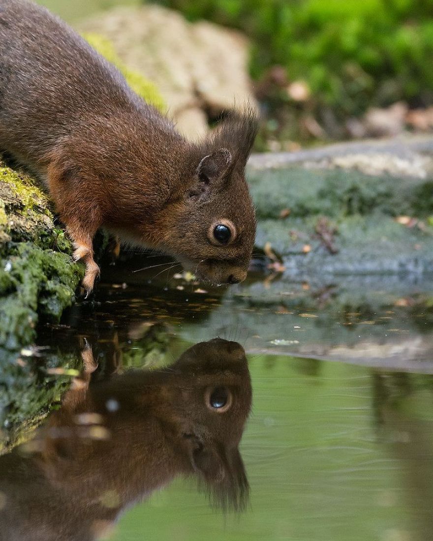 I Captured Squirrels Looking In The Water As If They Were Looking In The Mirror (14 Pics)