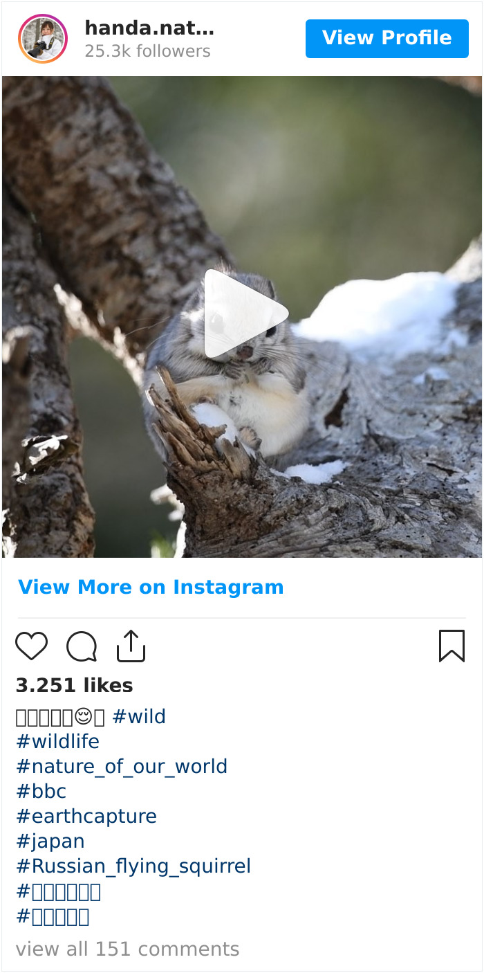 22 Photos Of Japanese Dwarf Flying Squirrels That Are Beyond Adorable