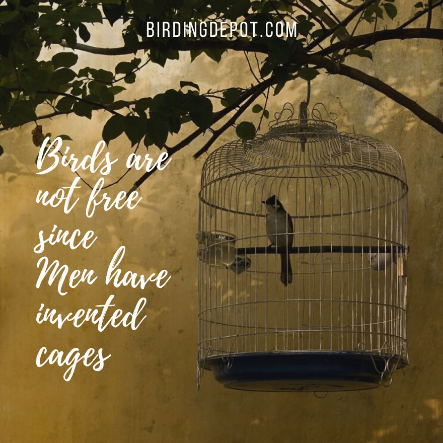 Birds Are Not Free