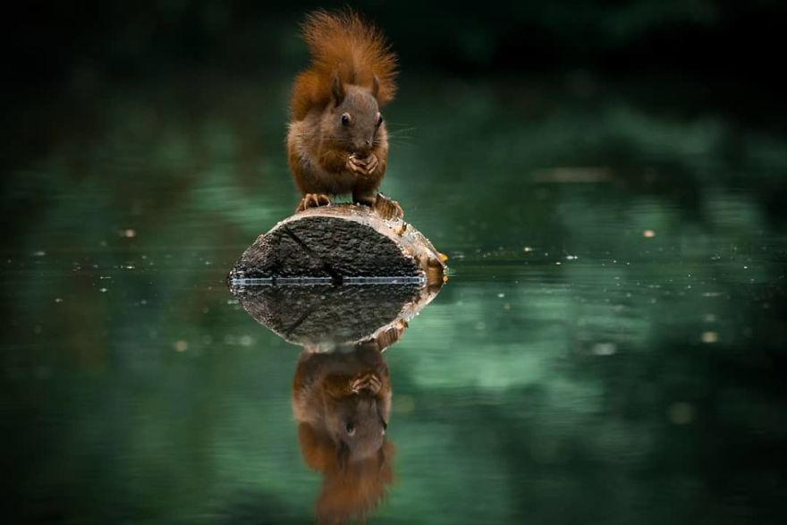 I Captured Squirrels Looking In The Water As If They Were Looking In The Mirror (14 Pics)