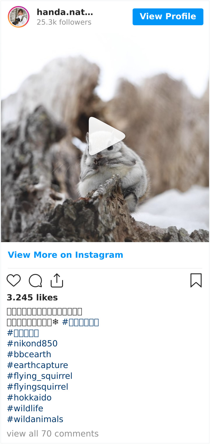 22 Photos Of Japanese Dwarf Flying Squirrels That Are Beyond Adorable