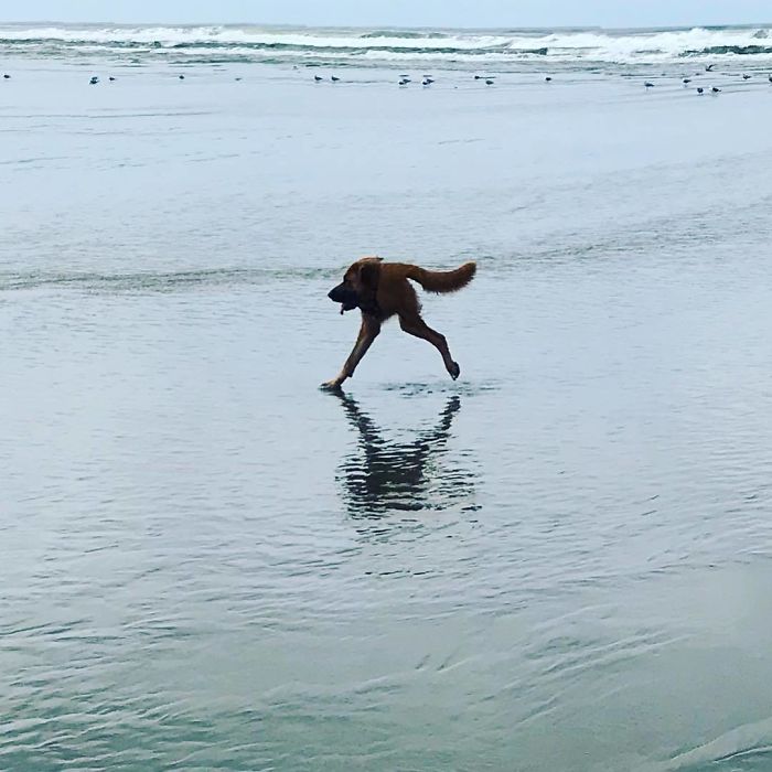 Ese momento en el que intentas hacer una bonita panorámica de tu perro en la playa