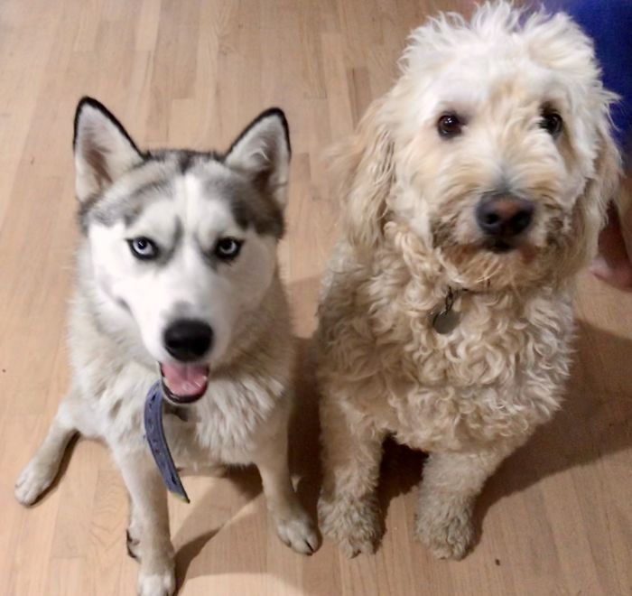 My Two Dogs Clyde (Golden Doodle) And Flash (Siberian Husky)