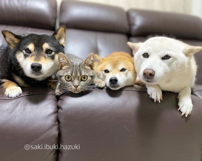 Cat-Thinks-She-Is-Dog-Saki-Ibuki-Hazuki