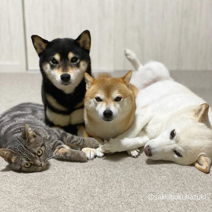 Cat-Thinks-She-Is-Dog-Saki-Ibuki-Hazuki