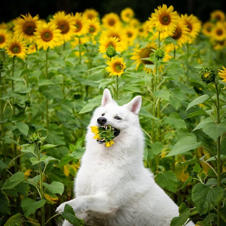 Woman’s Photoshoot Of Her Three Dogs With Sunflowers Goes Hilariously Wrong When They Discover How Tasty The Flowers Are