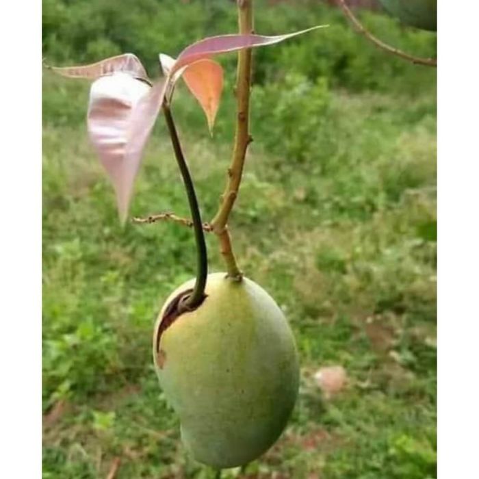 How Vivipary Is Happened In The Given Picture Of Mangifera Indica, Showing Emerges Of Seedling After Germination While The Fruit Still Attached With Mother Plant Identify This Abonormality......
