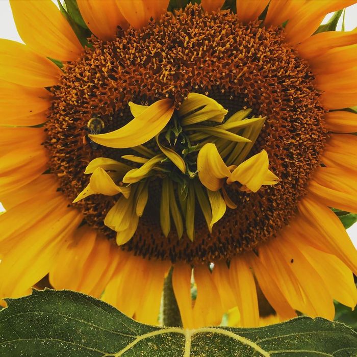 A Cute Mutated Sunflower