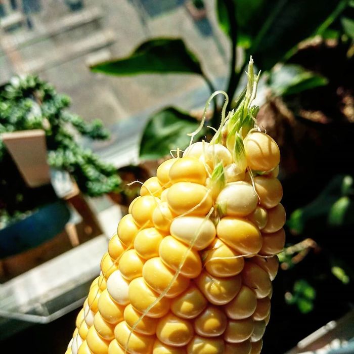 Plants Are Amazing. Also Corn Is Bae