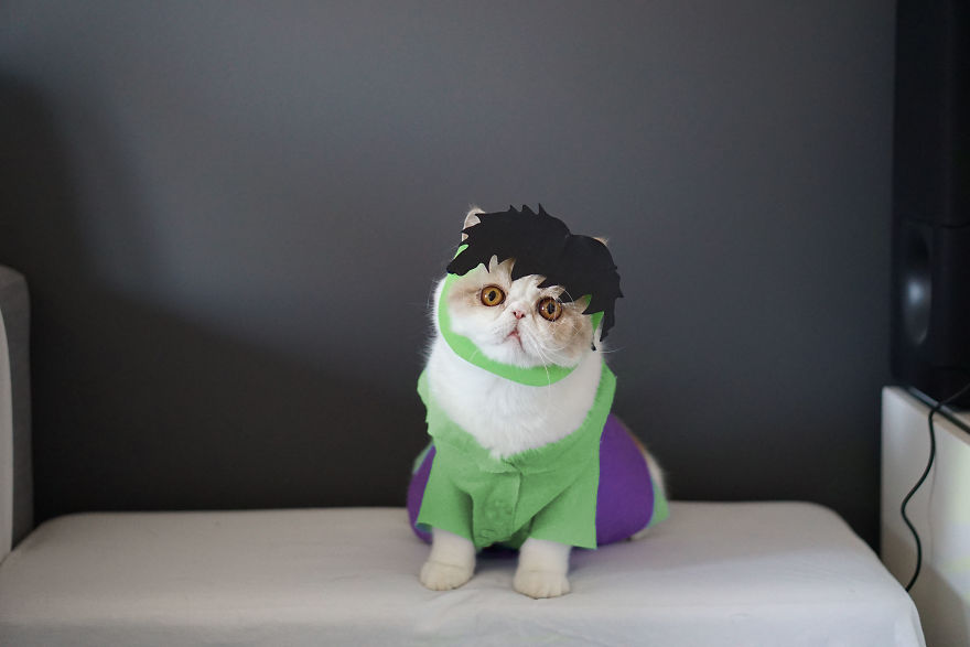 Cat Brothers Cosplay As Superheroes And Makes Movie Shorts