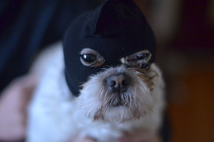 Charlie, Shi Tzuh, 100% Bankrobber, 100% Thief, Likes To Slap Other Dogs