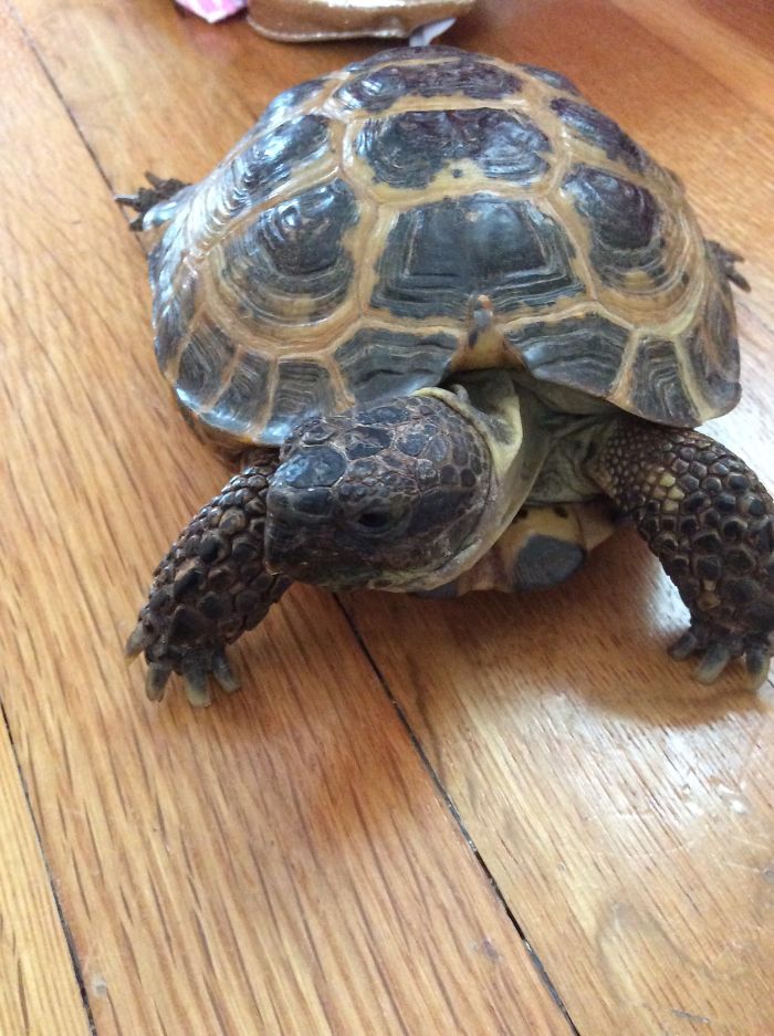 My Russian Tortoise, Gustavo!