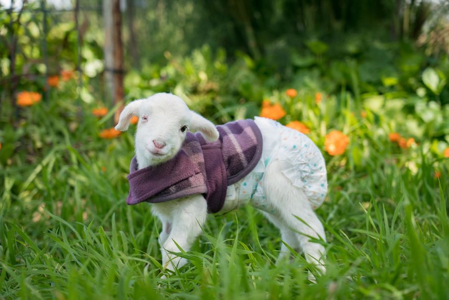 Live ‘Lamb Cam’ Provides An Adorable Distraction From Pandemic Live ‘Lamb Cam’ Provides An Adorable Distraction From Pandemic