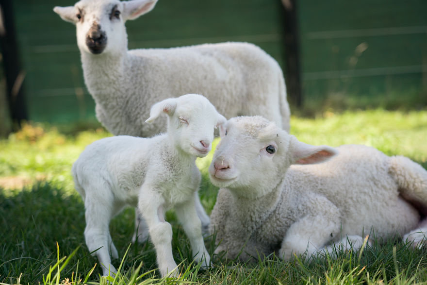 Live ‘Lamb Cam’ Provides An Adorable Distraction From Pandemic Live ‘Lamb Cam’ Provides An Adorable Distraction From Pandemic