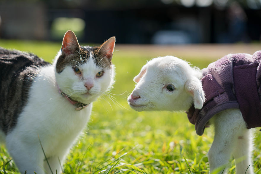 Live ‘Lamb Cam’ Provides An Adorable Distraction From Pandemic Live ‘Lamb Cam’ Provides An Adorable Distraction From Pandemic