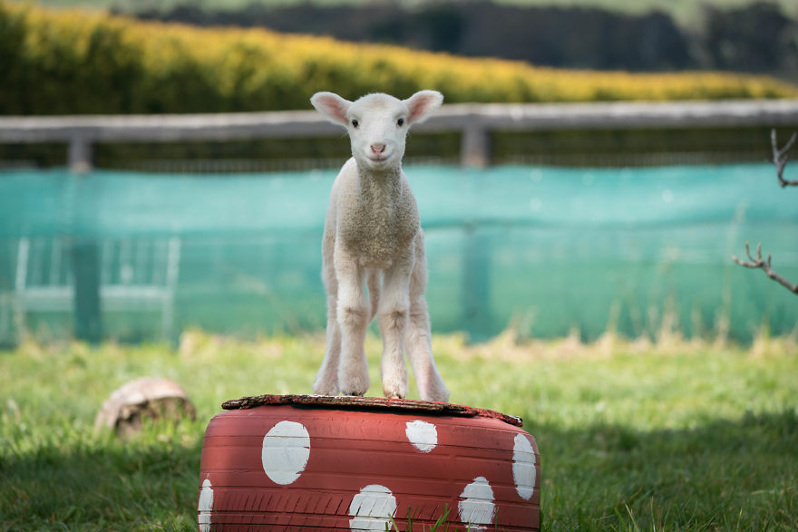 Live ‘Lamb Cam’ Provides An Adorable Distraction From Pandemic Live ‘Lamb Cam’ Provides An Adorable Distraction From Pandemic