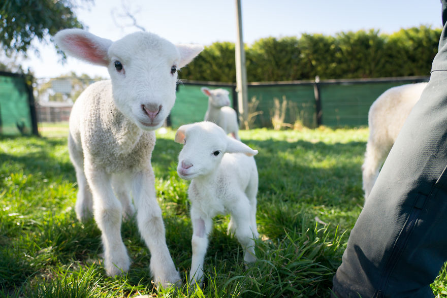 Live ‘Lamb Cam’ Provides An Adorable Distraction From Pandemic Live ‘Lamb Cam’ Provides An Adorable Distraction From Pandemic