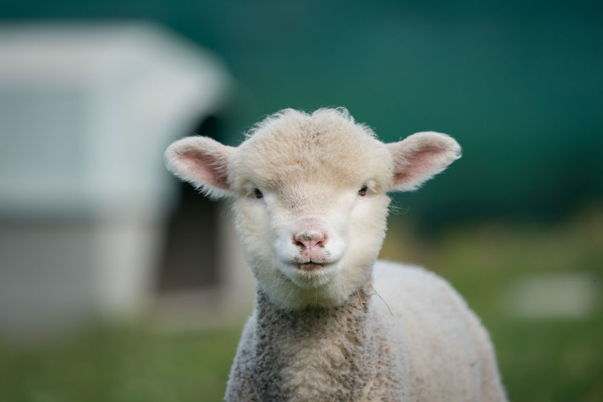 Live ‘Lamb Cam’ Provides An Adorable Distraction From Pandemic Live ‘Lamb Cam’ Provides An Adorable Distraction From Pandemic