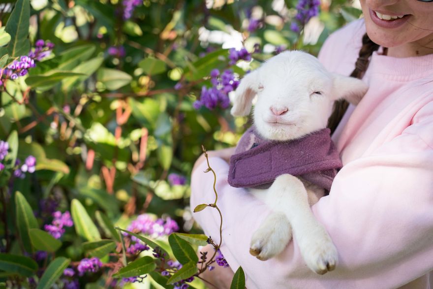 Live ‘Lamb Cam’ Provides An Adorable Distraction From Pandemic Live ‘Lamb Cam’ Provides An Adorable Distraction From Pandemic