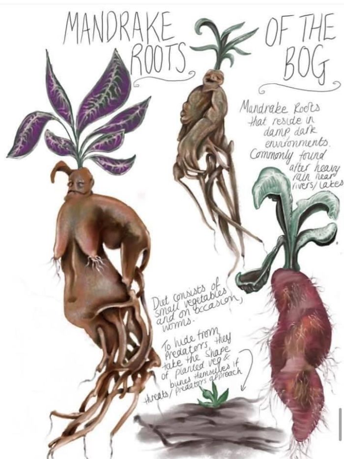 Deadly Beasts Field Journal Deadly Beasts Field Journal