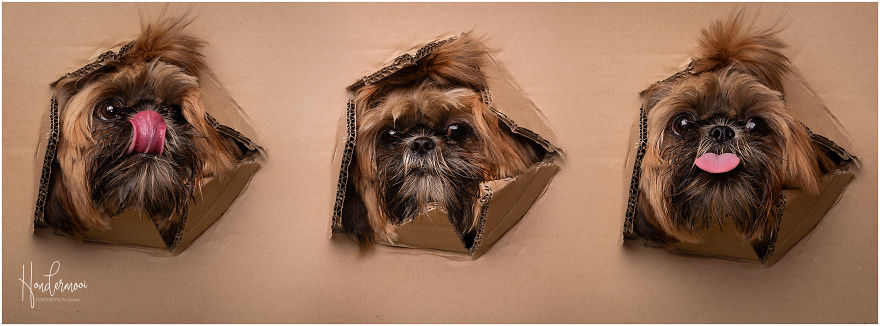 I Went Shopping In IKEA And Used The Cardboard For A Dog Photoshoot.....