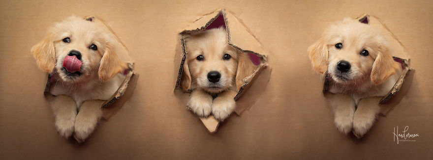 I Went Shopping In IKEA And Used The Cardboard For A Dog Photoshoot.....