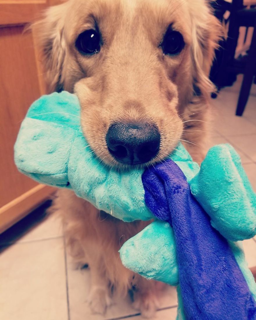 Good Doggo Never Stopped Loving Her Family, Even At The End. Good Doggo Never Stopped Loving Her Family, Even At The End.