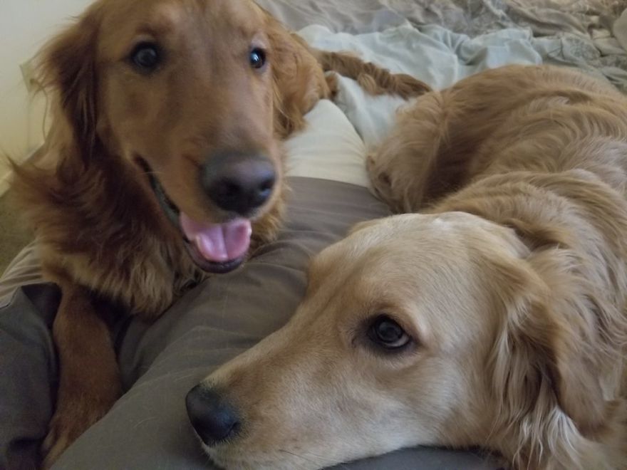 Good Doggo Never Stopped Loving Her Family, Even At The End. Good Doggo Never Stopped Loving Her Family, Even At The End.