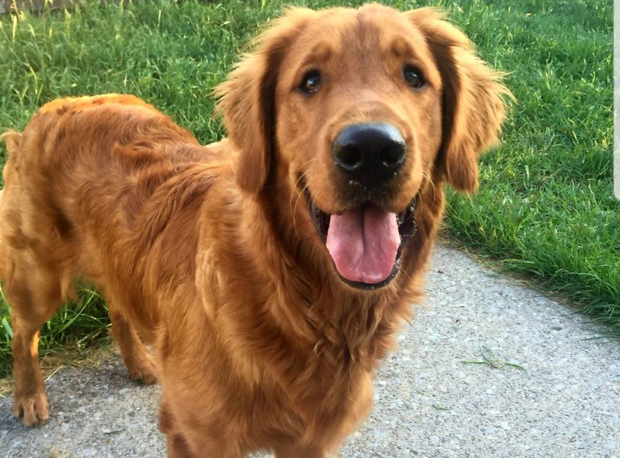 Good Doggo Never Stopped Loving Her Family, Even At The End. Good Doggo Never Stopped Loving Her Family, Even At The End.