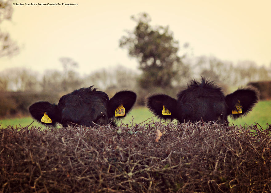 'Covert Cows' By Heather Ross